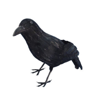 Crow, Black